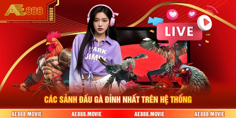 Các sảnh đấu gà đỉnh nhất trên hệ thống 