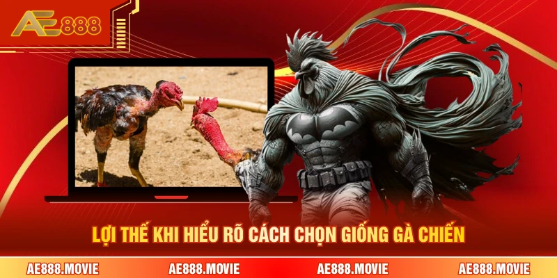 Lợi thế khi hiểu rõ cách chọn giống gà chiến 