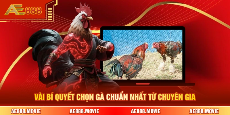 Vài bí quyết chọn gà chuẩn nhất từ chuyên gia 